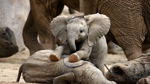 World Elephant Festival held in Harangi